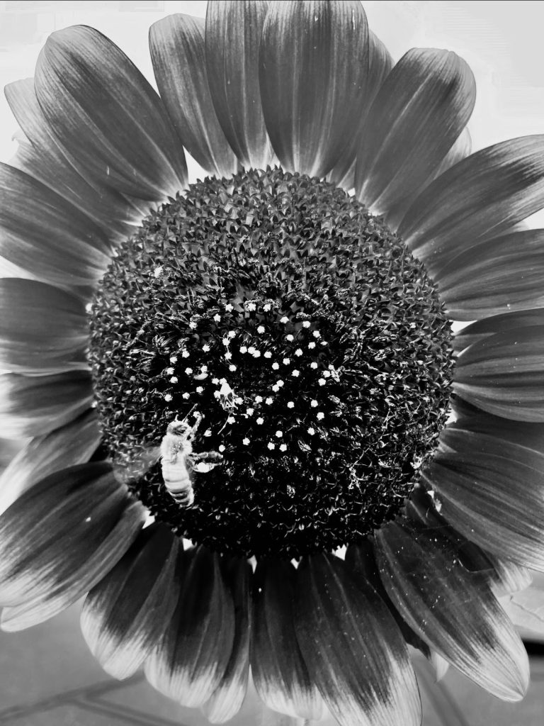 Sunflower with a bee on it